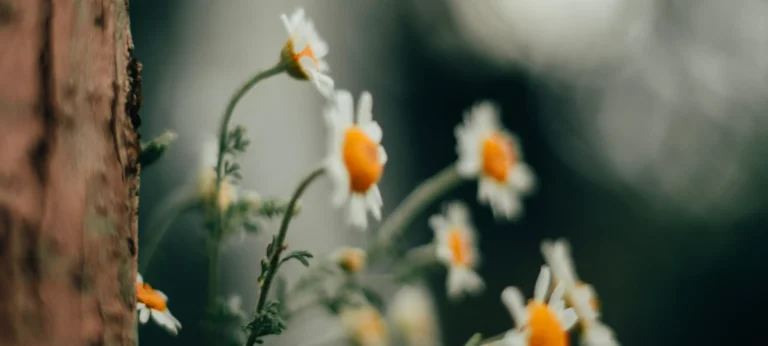 Chamomile flowers in a forest setting with warm boho tones and soft sunlight