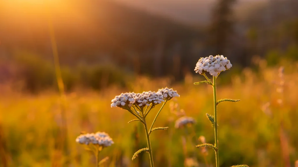 Wildflowers in a sunlit meadow with warm boho tones and soft natural light